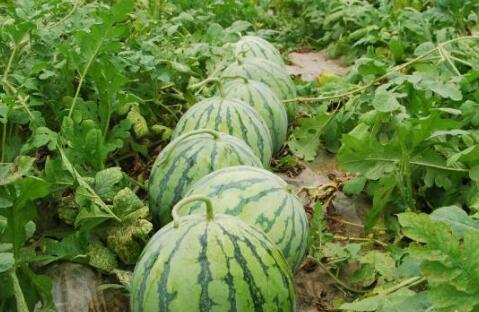 网红大瓜搜索 热门大瓜每日必吃,热门事件每日必看，揭秘娱乐圈幕后真相